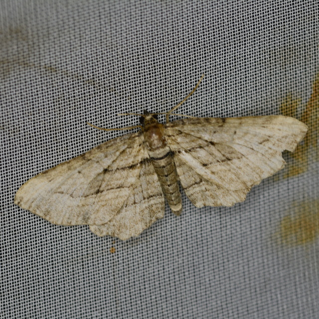 barna iszalagaraszoló - Horisme corticata