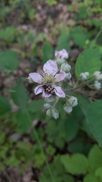 Pachytodes erraticus - rajzos virágcincér