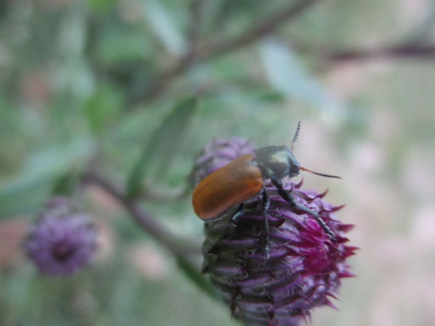 Labidostomis