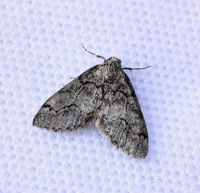 Tephronia sepiaria/Eumannia lepraria