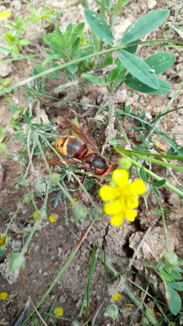 Vespa crabro - lódarázs