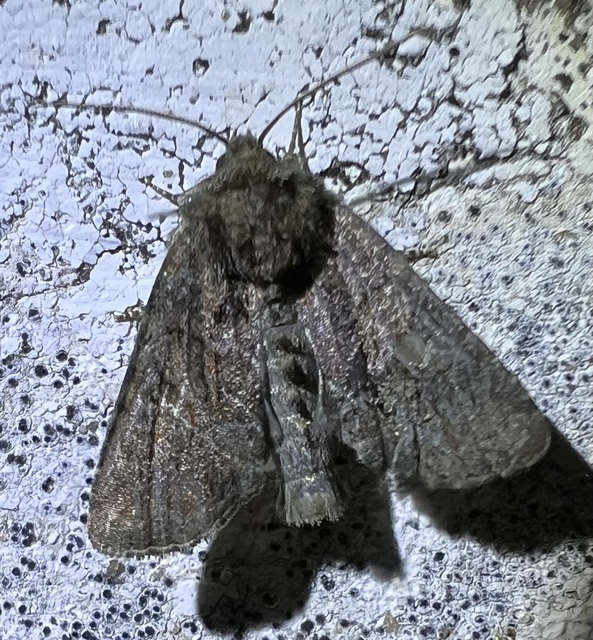 fekete dudvabagoly - Oligia latruncula