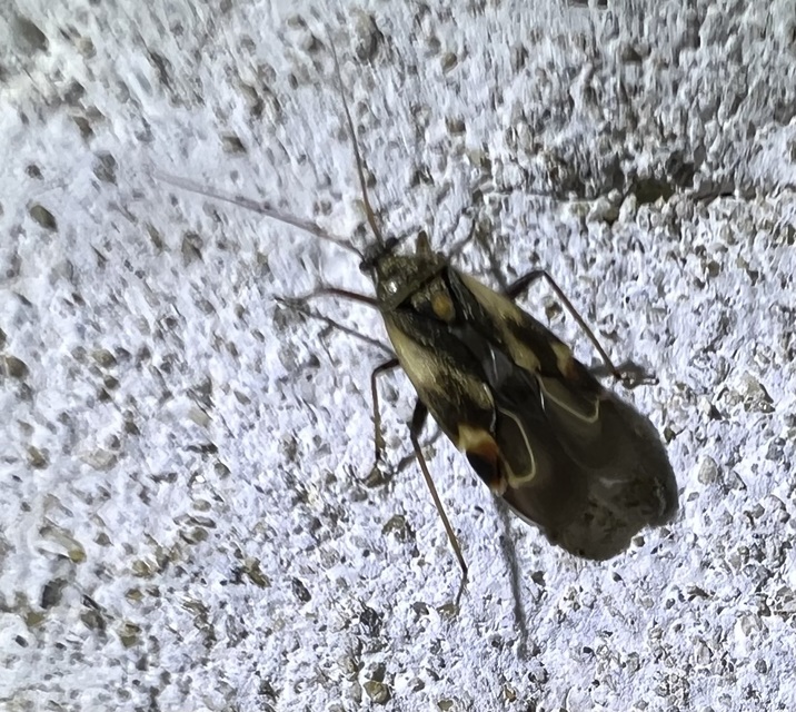 Polymerus Polymerus