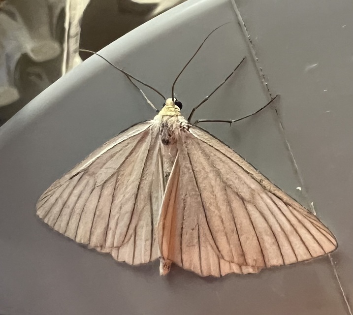 Siona lineata - vonalas fehéraraszoló