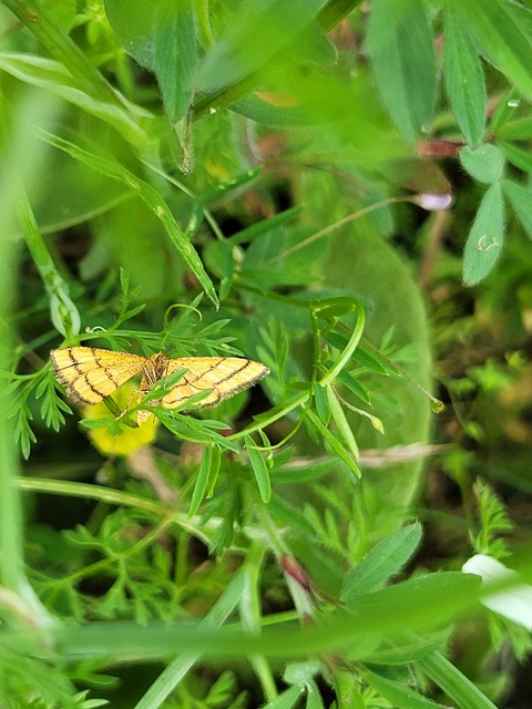 Idaea aureolaria - aranyos sávosaraszoló