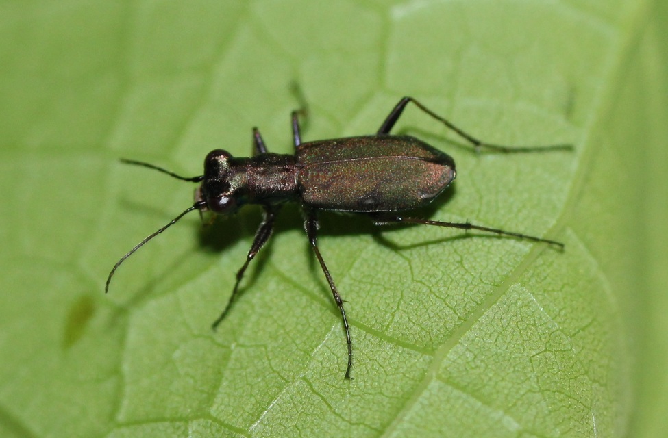 Cylindera germanica - parlagi homokfutrinka