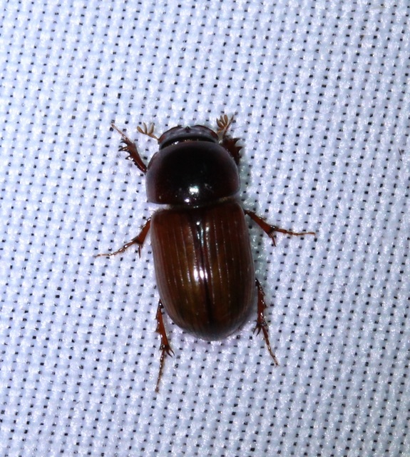 Aphodius rufus - sárgásvörös trágyabogár