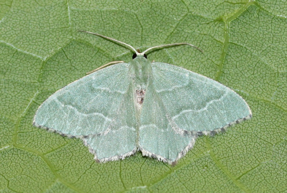Hemithea aestivaria - nyír-zöldaraszoló