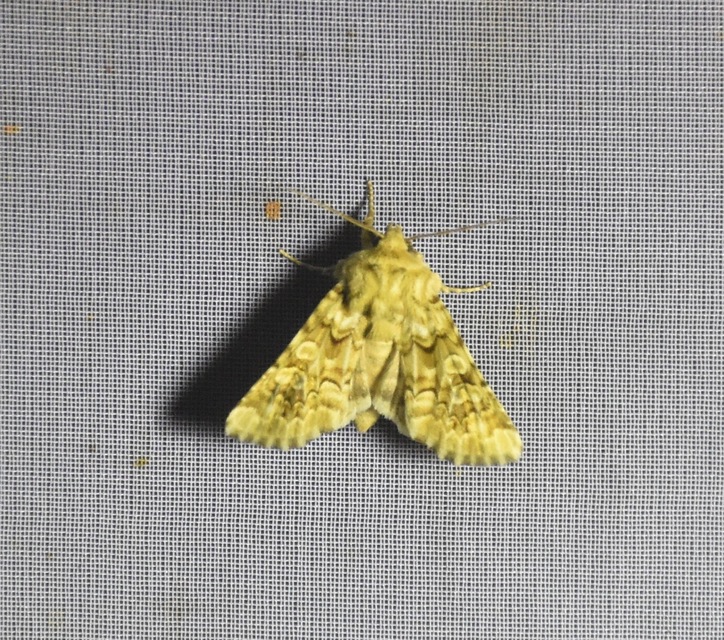 Hadena irregularis - homoki szegfűbagoly