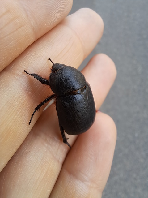 Pentodon idiota - butabogár