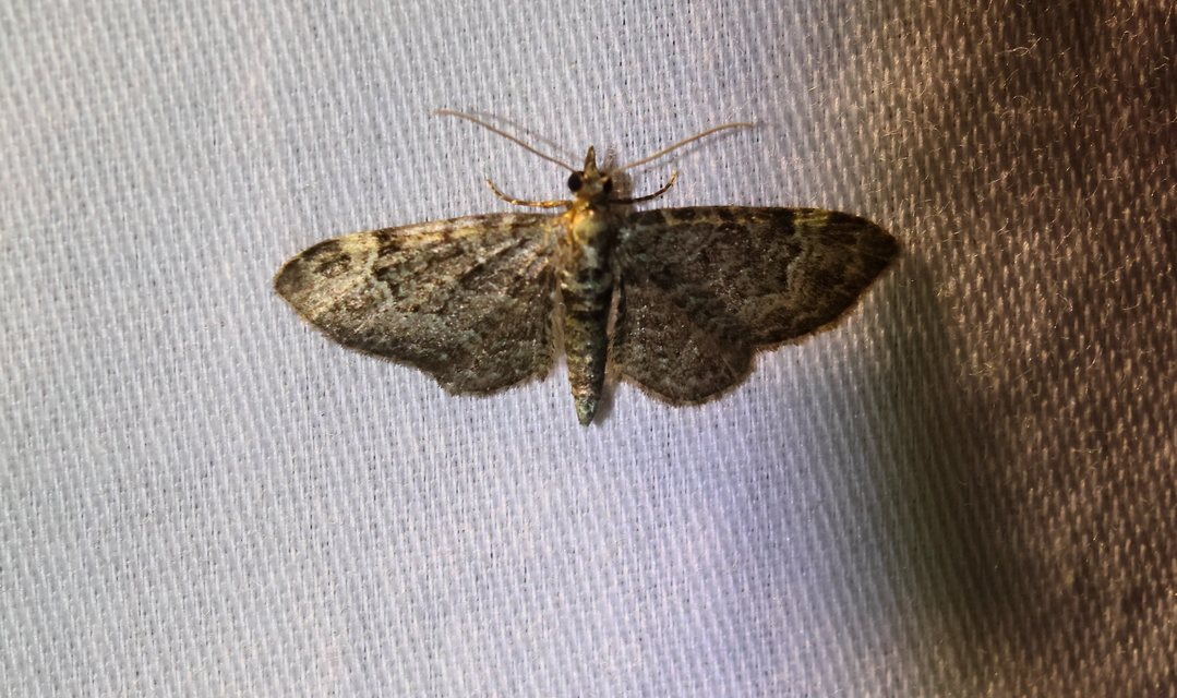 Pasiphila rectangulata - almavirág-araszoló
