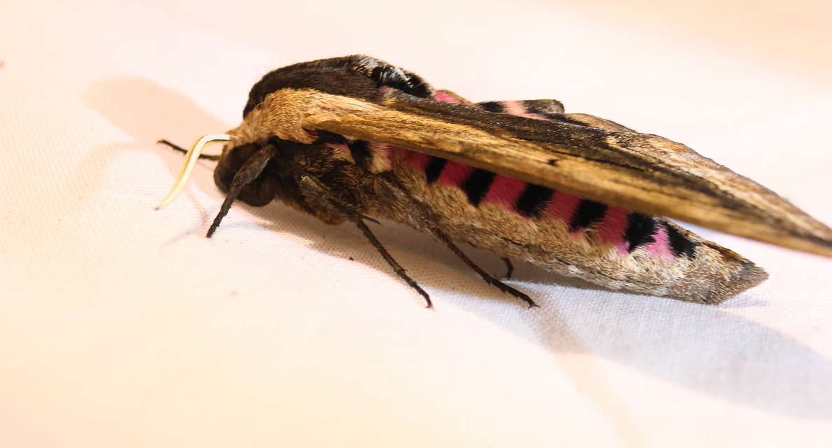 Sphinx ligustri - fagyalszender