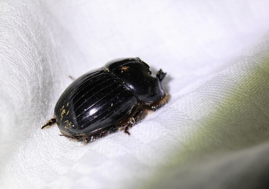 Copris lunaris - közönséges holdszarvú-ganéjtúró