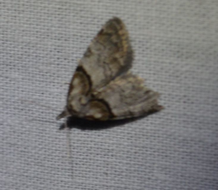 barna pamacsosszövő - Nola cucullatella