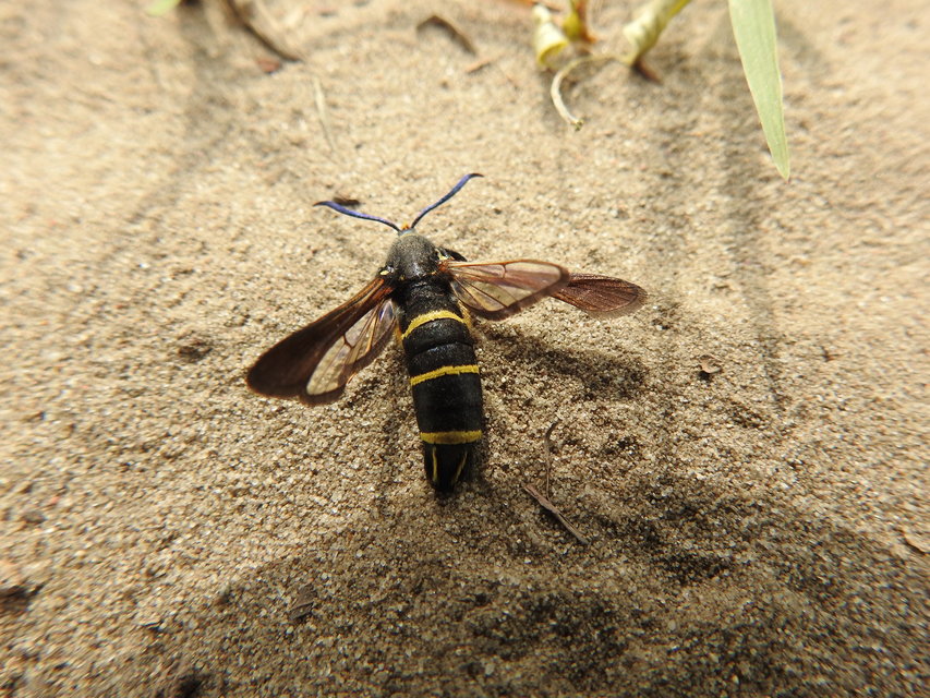 Sesiidae - szitkárfélék