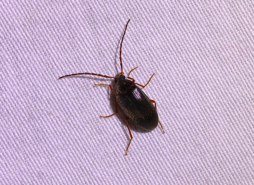 Hymenalia rufipes - rőtlábú alkonybogár