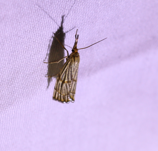 Chrysocrambus linetella - déli fűgyökérmoly