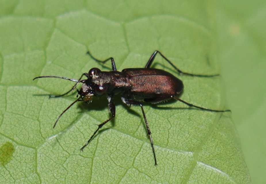 Cylindera germanica - parlagi homokfutrinka