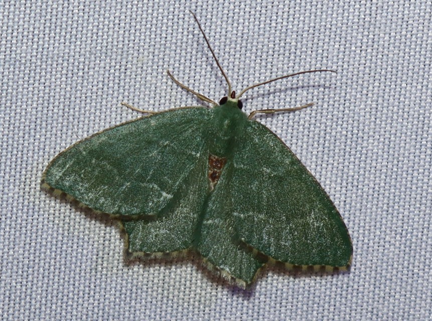 Hemithea aestivaria - nyír-zöldaraszoló