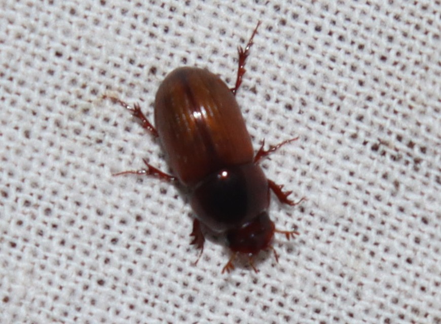 Aphodius rufus - sárgásvörös trágyabogár