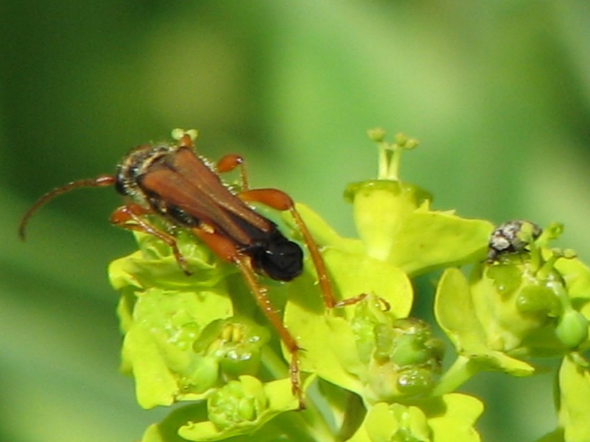 Stenopterus flavicornis - sárgacsápú keskenyfedőscincér