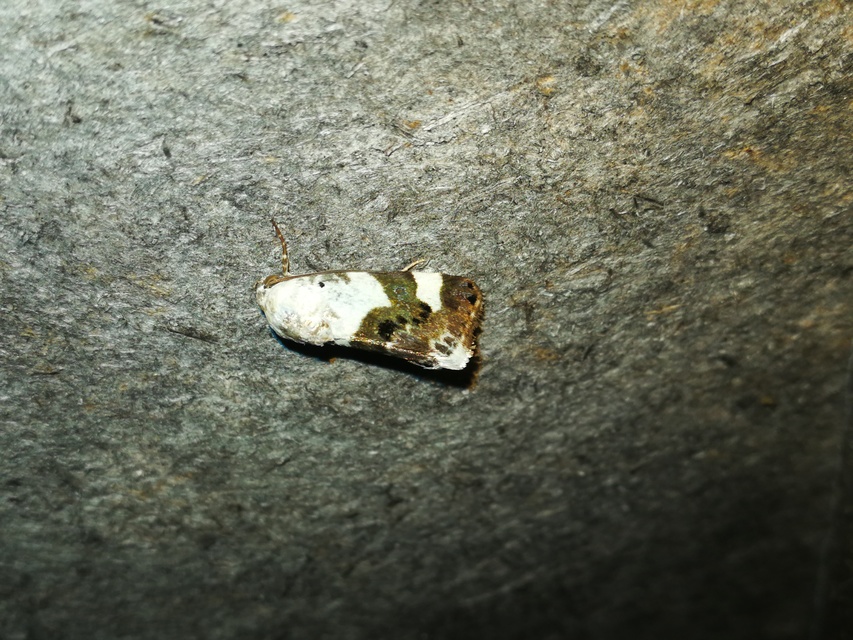 Acontia lucida - fehér nappalibagoly