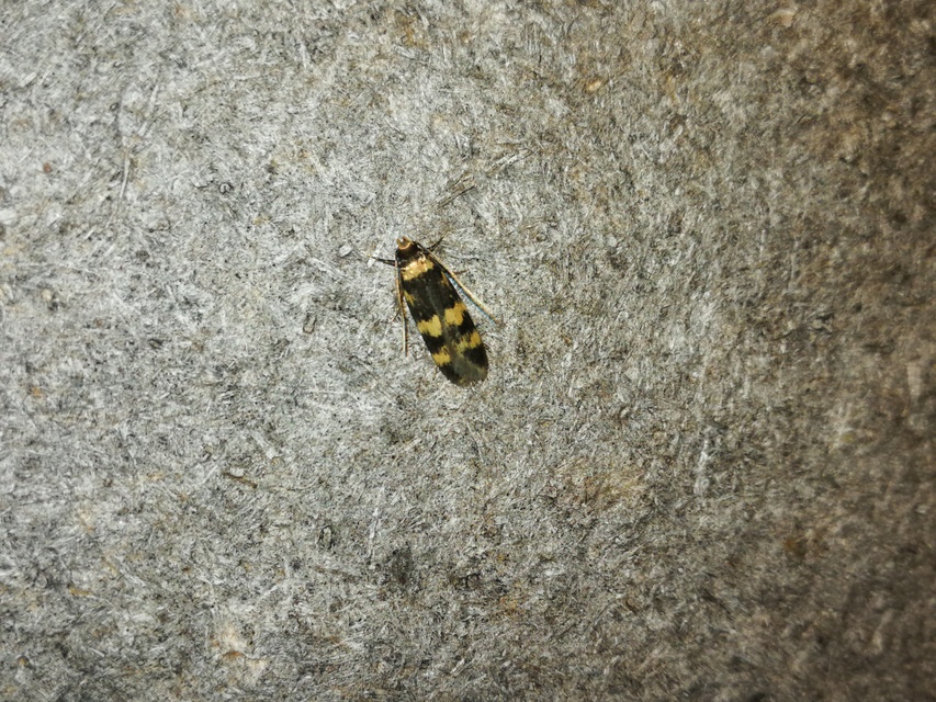 Oegoconia