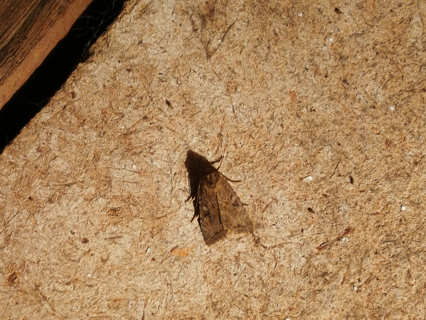 Apterogenum ypsillon - ipszilon-erdeibagoly