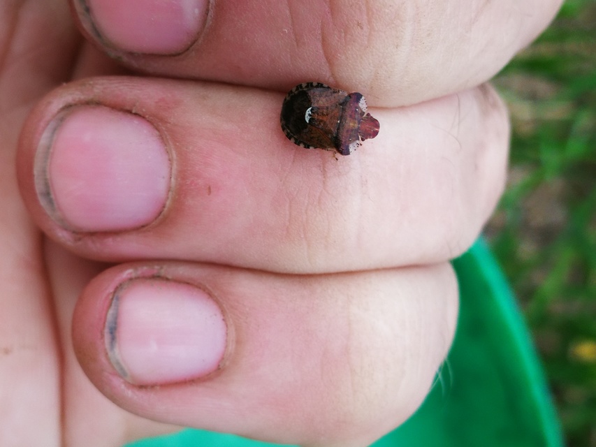 Dyroderes umbraculatus Dyroderes umbraculatus