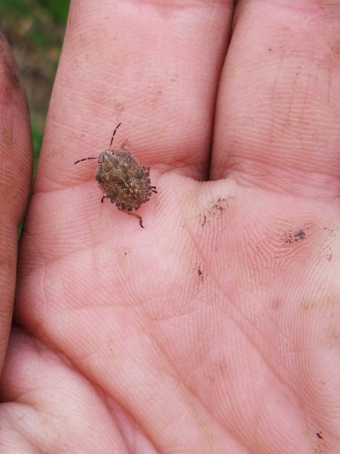 Dolycoris baccarum - közönséges bogyómászó-poloska