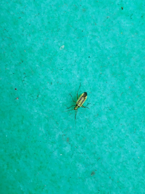 Stenotus binotatus - kétfoltos mezeipoloska