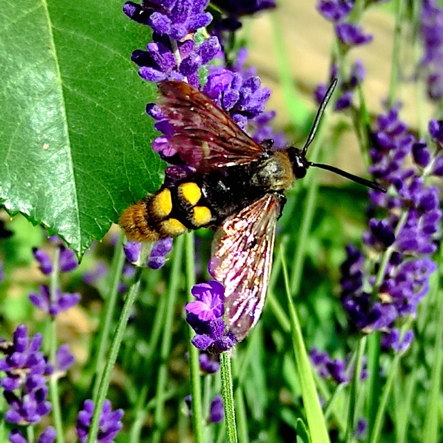 Megascolia maculata - óriás-tőrösdarázs