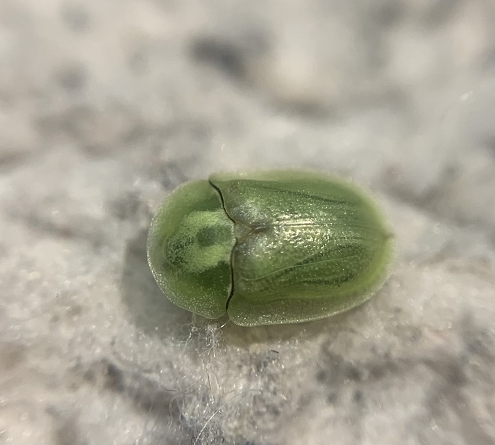 Cassida seladonia - szemcsés pajzsbogár Cassida seladonia - szemcsés pajzsbogár