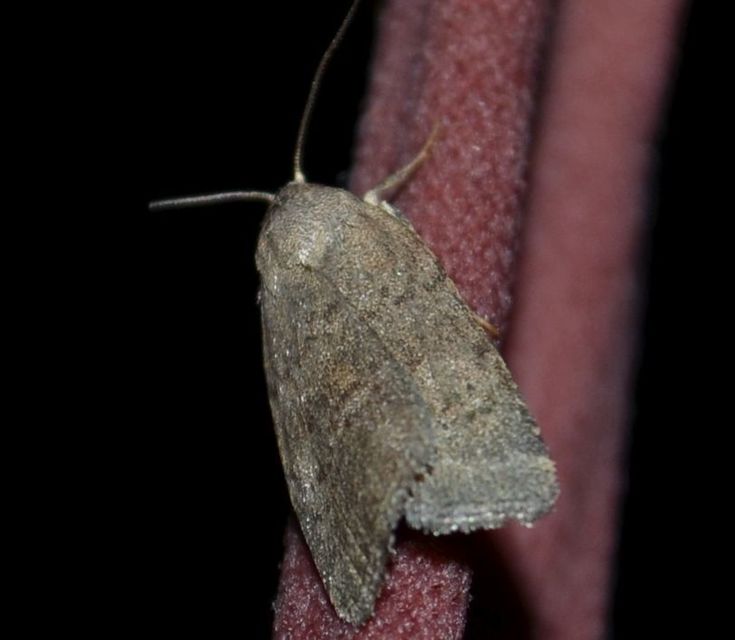 imolabagoly - Acosmetia caliginosa