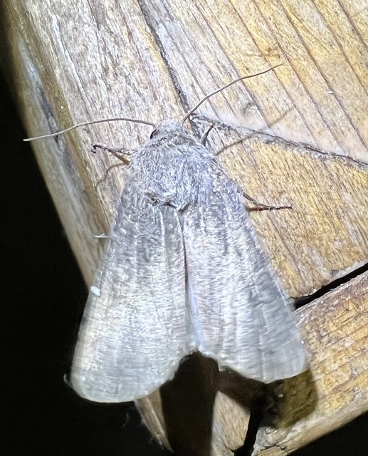 vetési földibagoly - Agrotis segetum