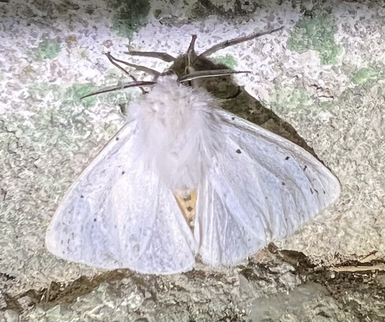 Spilosoma lubricipedum/urticae