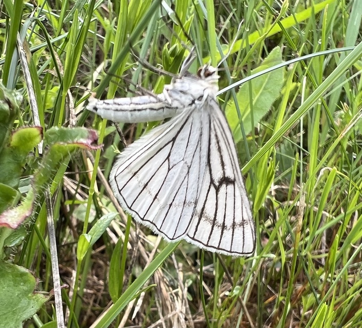 Siona lineata - vonalas fehéraraszoló