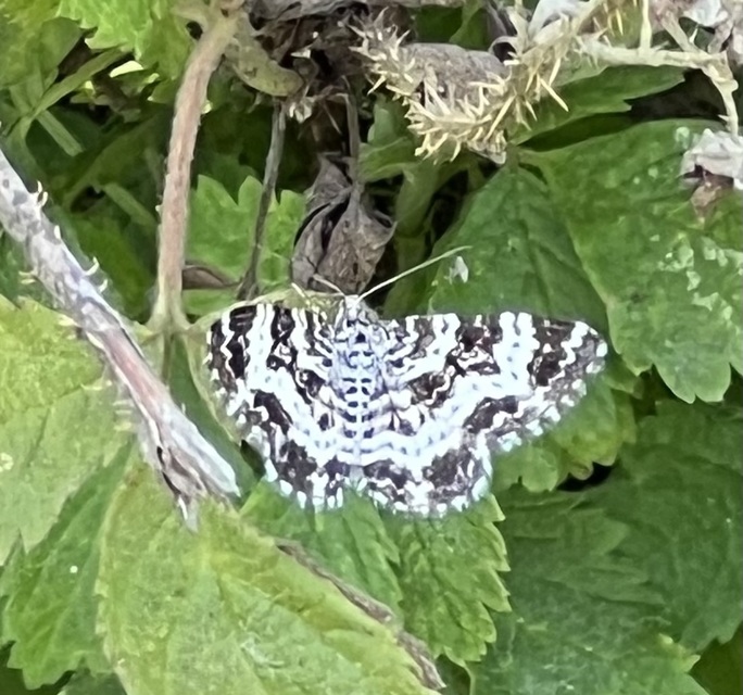 Epirrhoe tristata - gyászos tarkaaraszoló
