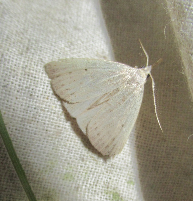 Macrochilo cribrumalis - csontszínű karcsúbagoly