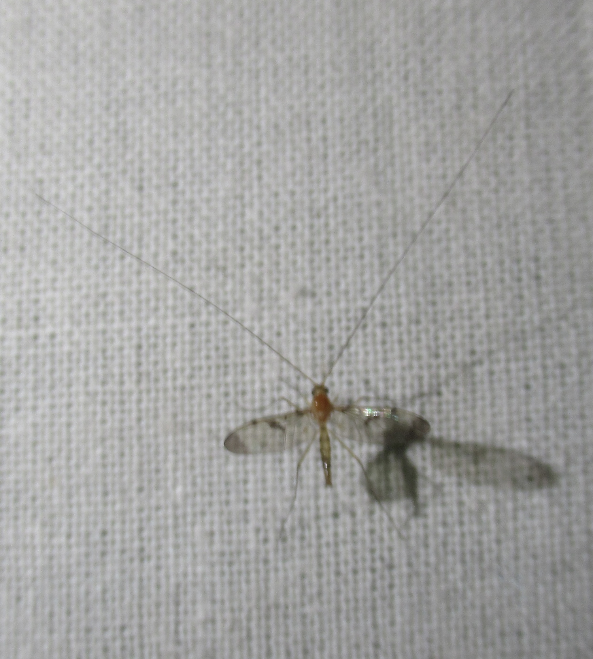Macrocera phalerata
