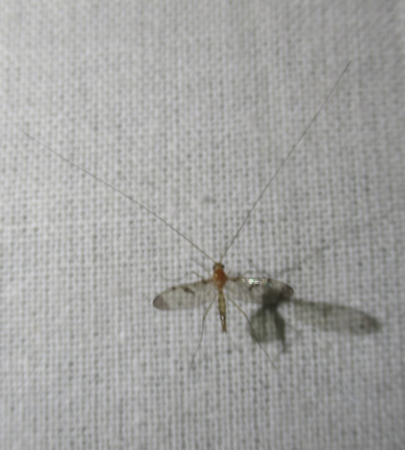Macrocera phalerata