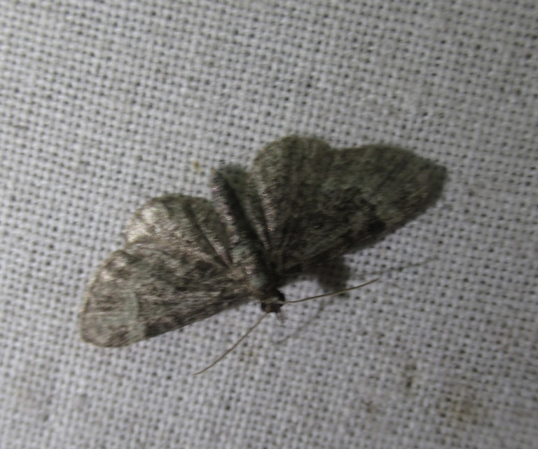 Pasiphila rectangulata - almavirág-araszoló