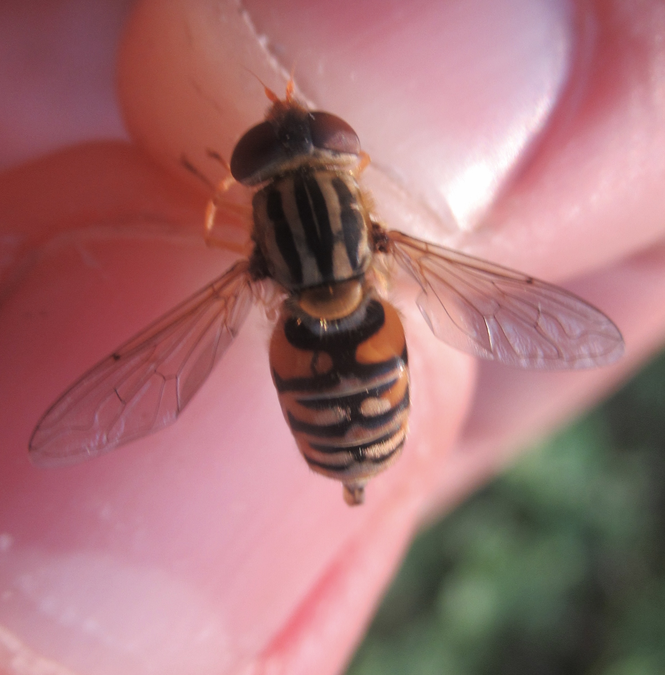 Parhelophilus versicolor - dudornélküli csíkoslégy