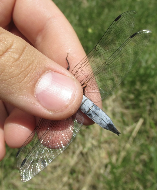 Libellula fulva - kisfoltos laposacsa