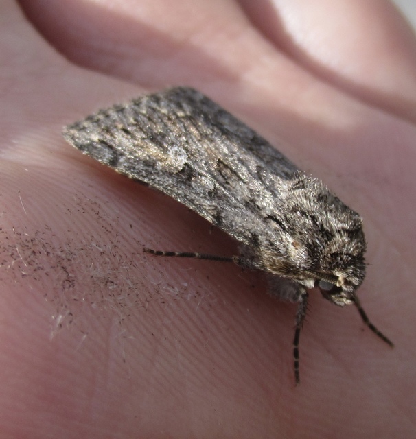 szürkésbarna földibagoly - Dichagyris forcipula