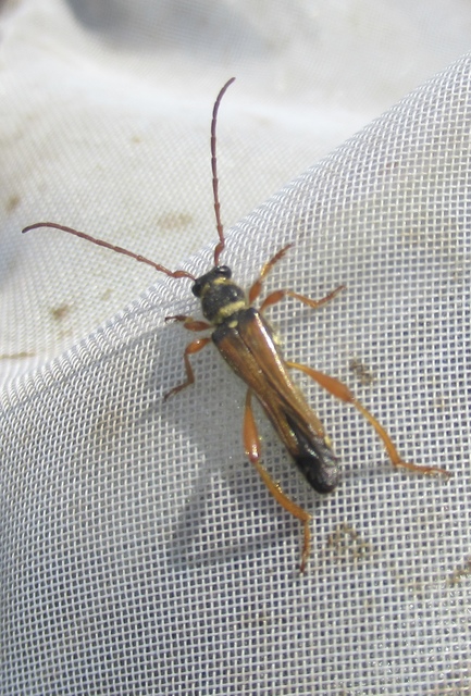 Stenopterus flavicornis - sárgacsápú keskenyfedőscincér