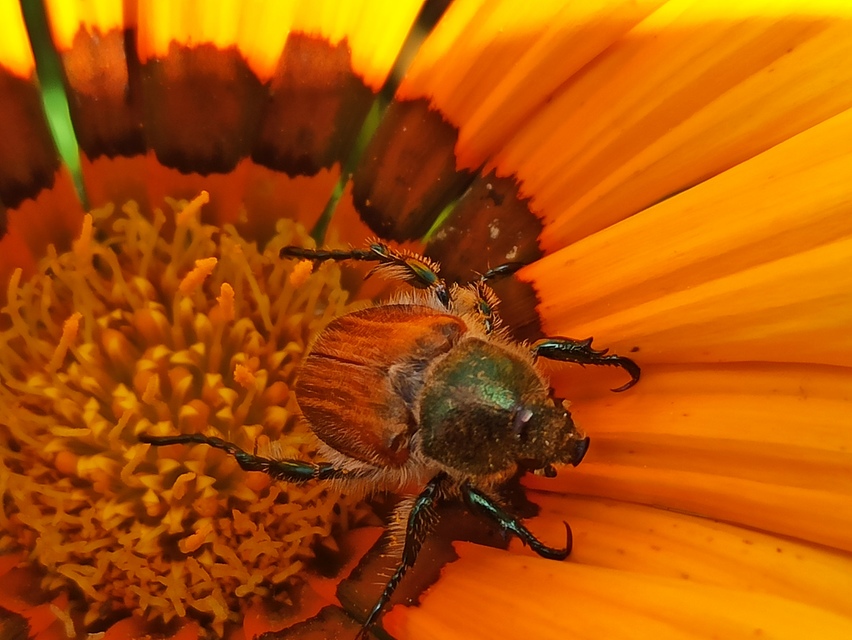 Chaetopteroplia segetum - rozsszipoly