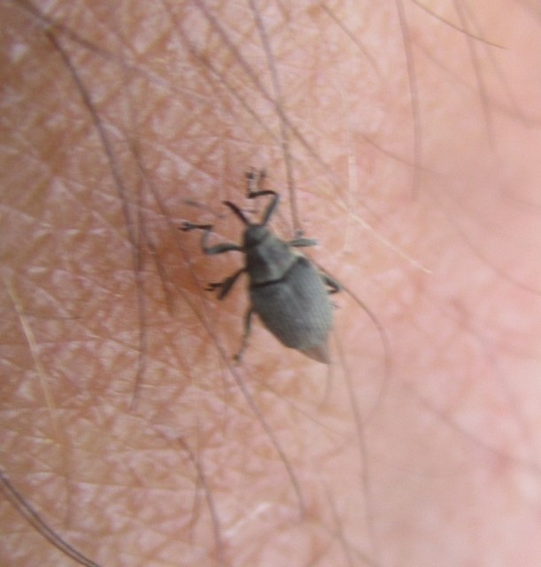 Ceutorhynchus obstrictus - repcebecő-ceutormányos
