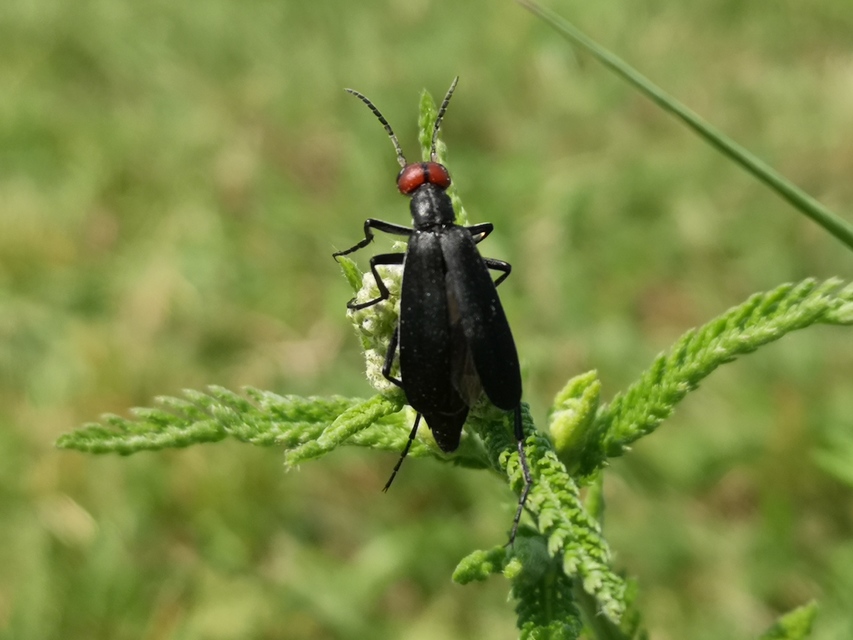 Epicauta rufidorsum - hollóbogár