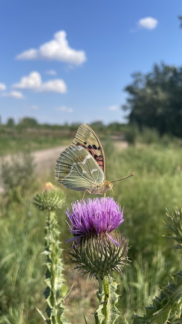 Argynnis pandora - zöldes gyöngyházlepke